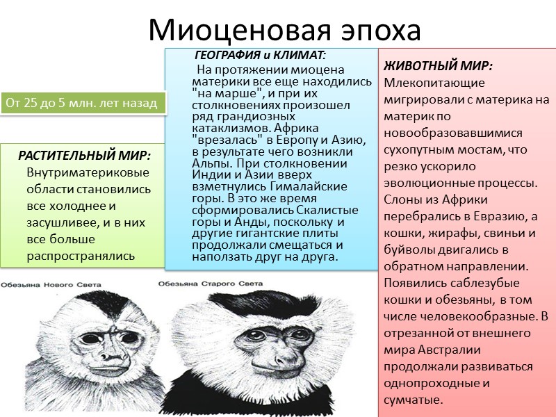 Миоценовая эпоха     РАСТИТЕЛЬНЫЙ МИР: Внутриматериковые области становились все холоднее и